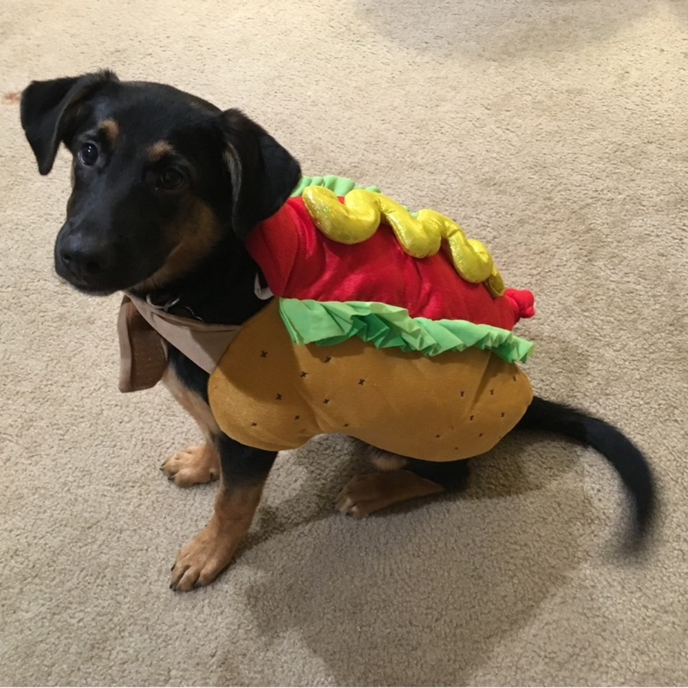 Hot Dog Pet Costume